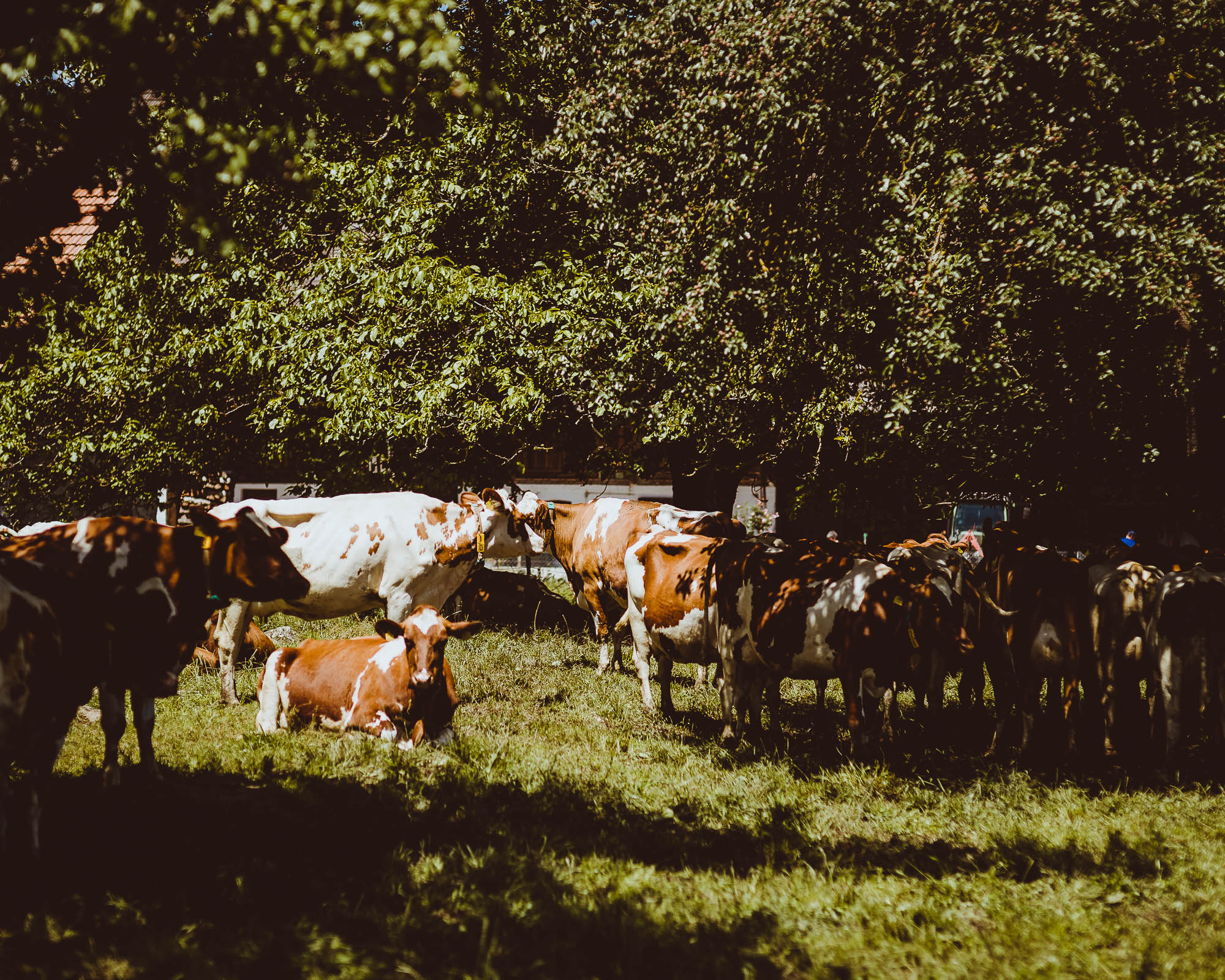Export x3 1DX27526 Hochzeit 2020 Claudia & Marco